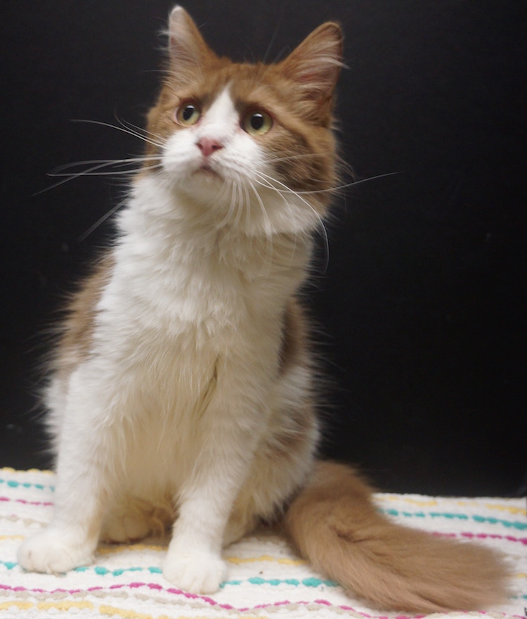 Available Kittens