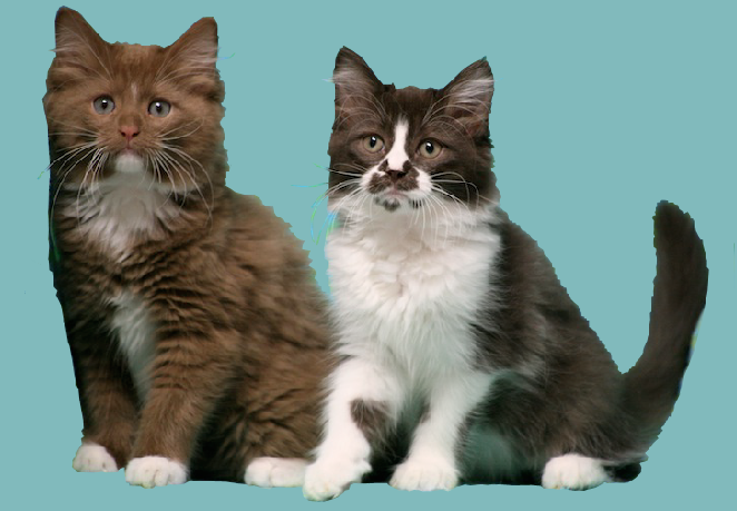 cinnamon & chocolate ragdoll kittens