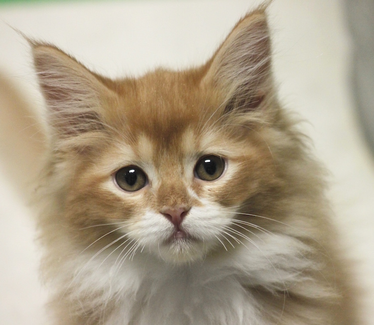 57 Top Photos Ragdoll Kittens For Sale Ohio : Maine Coon Kittens For Sale Ohio Tips Guide Irkincat Com