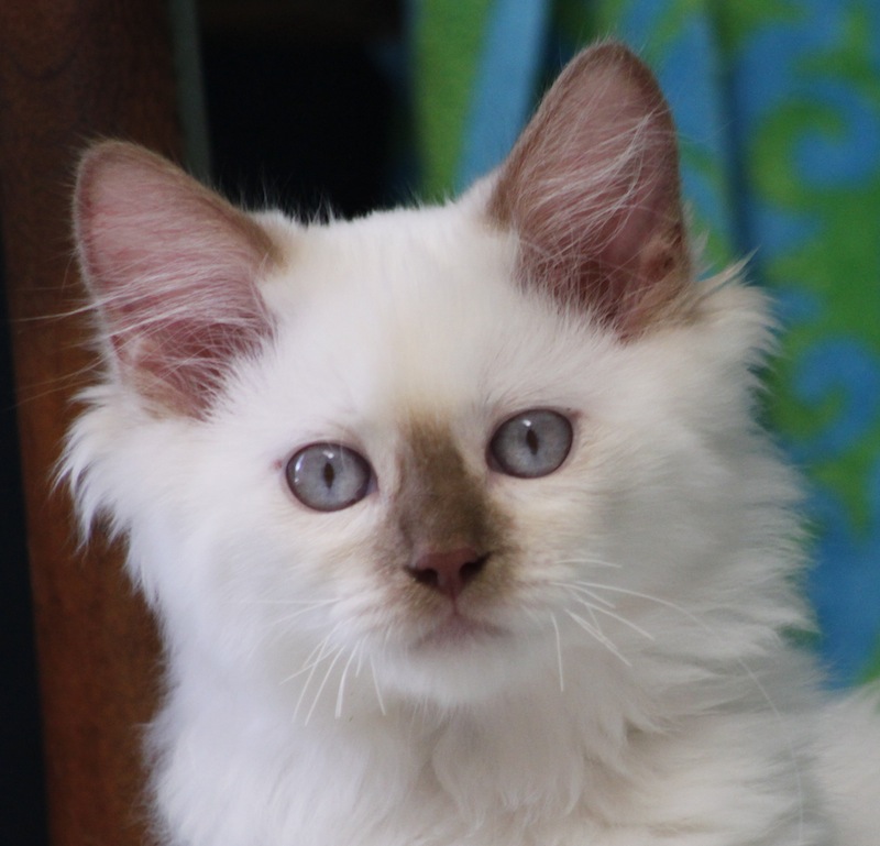 cinnamon point Ragdoll Kitten