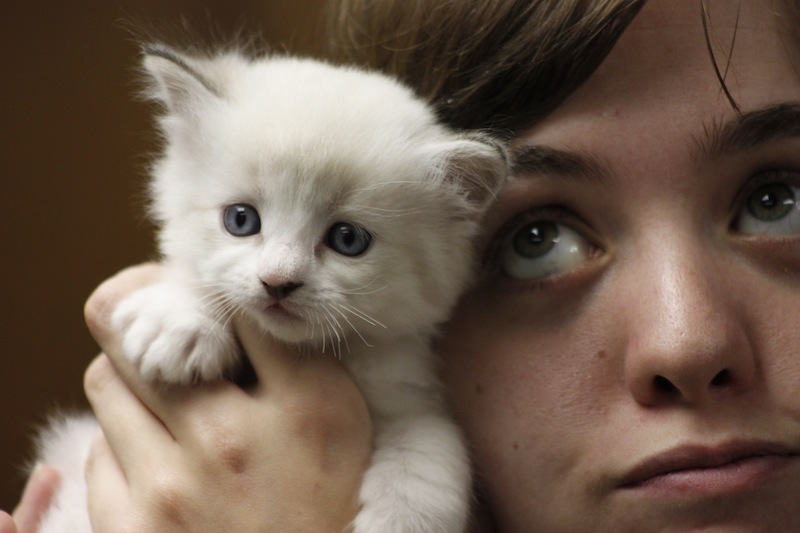 Ragdoll baby kitten