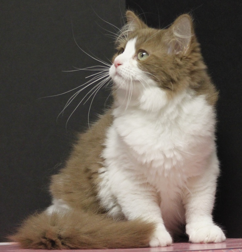 Solid cinnamon bicolour Ragdoll Kitten