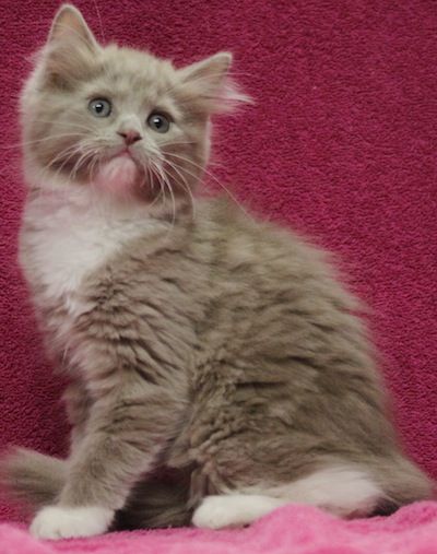 lilac mitted kitten