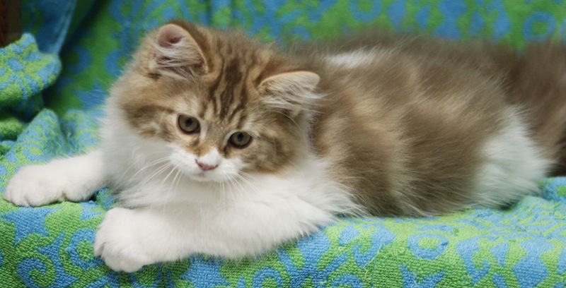 Cinnamon Ragdoll Kitten