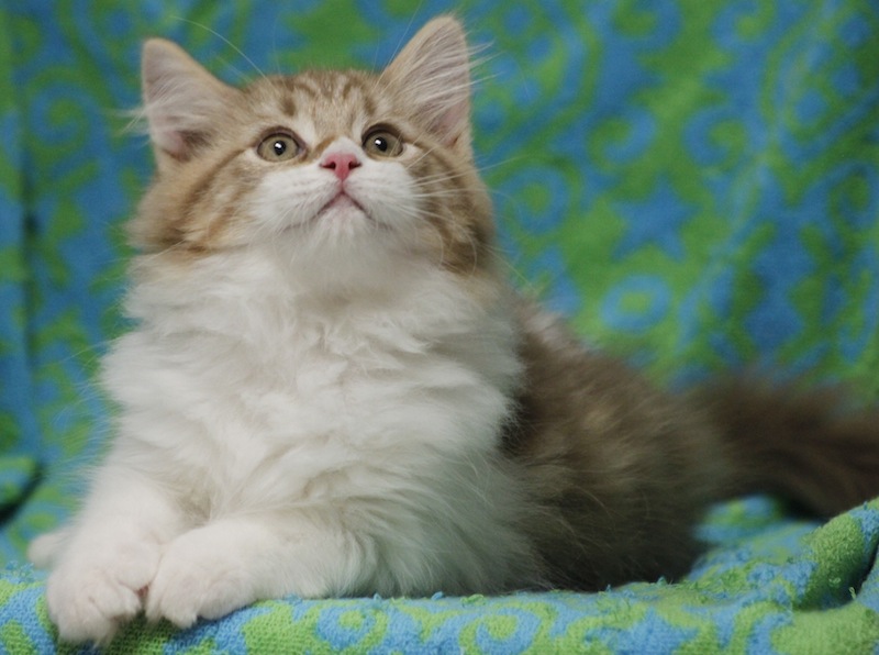 Cinnamon Ragdoll kitten