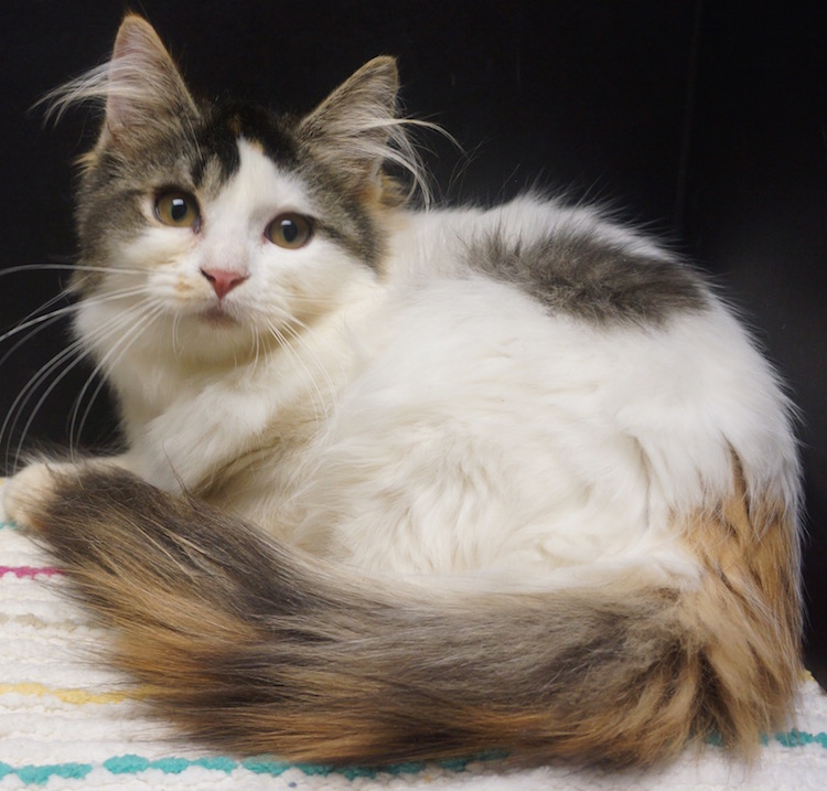 Calico Ragdoll Kitten _ Ragdoll Siamese Cats: A Complete Guide Of This ...