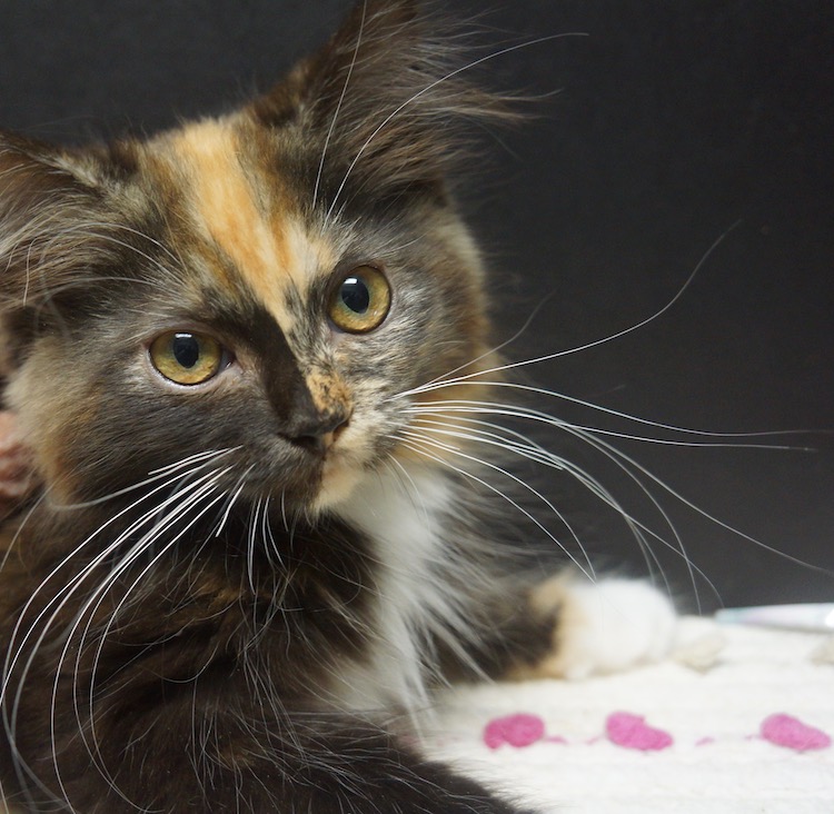 tortoiseshell ragdoll cat