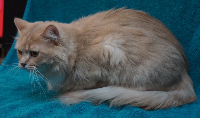 Adult Adoptions