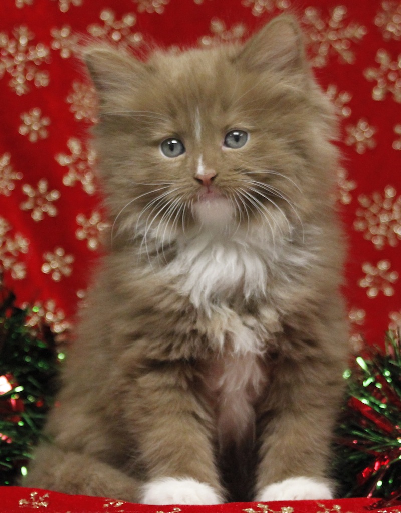 Solid Cinnamon mitted Ragdoll