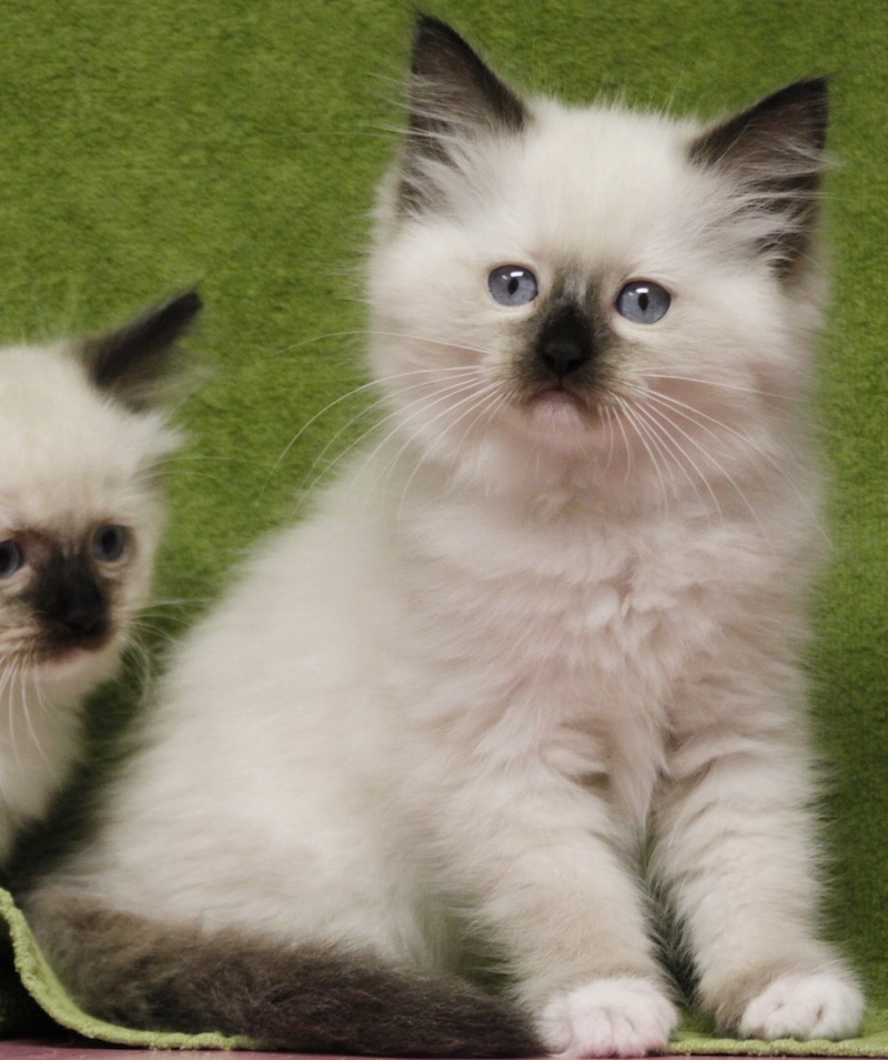 chocolate point mitted Ragdoll