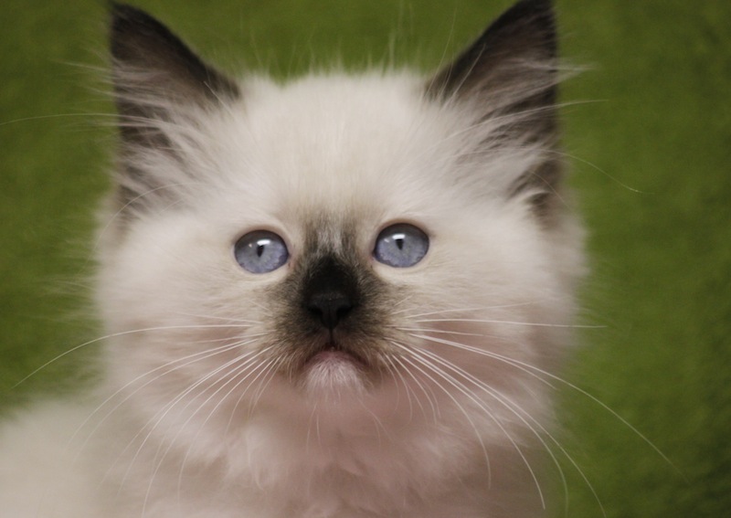 Chocolate point mitted Ragdoll Kitten