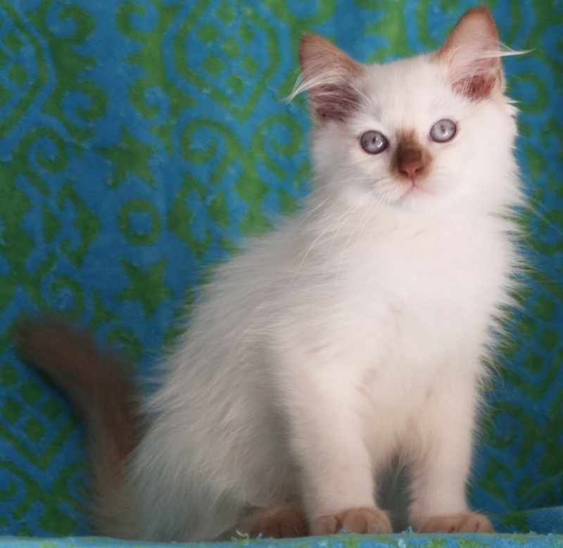 cinnamon point ragdoll kitten