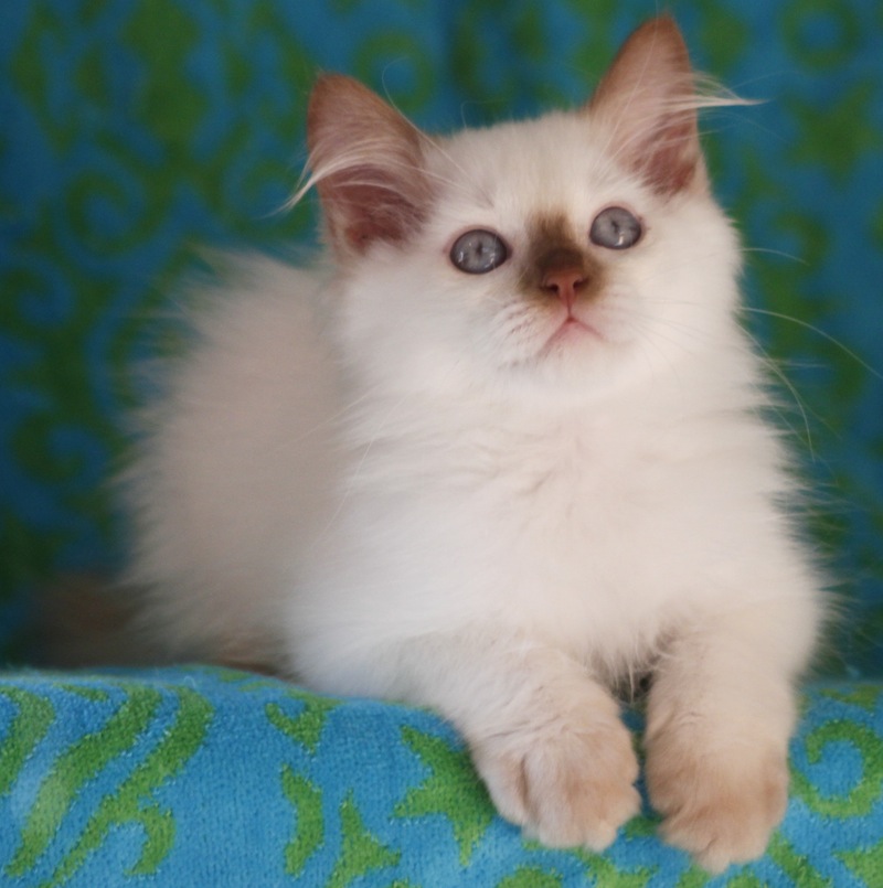 cinnamon point Ragdoll kitten